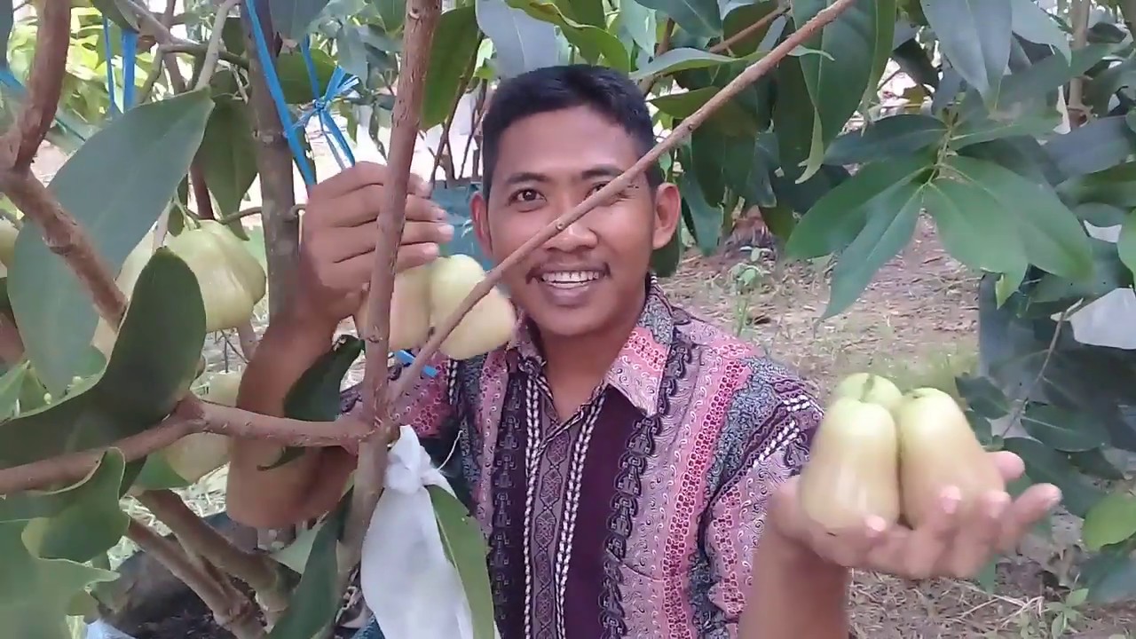 HASIL BUAH DARI TEKNIK GURAT UNTUK TAMBULAMPOT JAMBU AIR  . APAKAH MANIS ? ATAU TIDAK ?