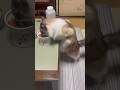ご飯よそったらもう我慢出来ないのである。#猫のいる暮らし #猫のご飯 #ラグドールもどき