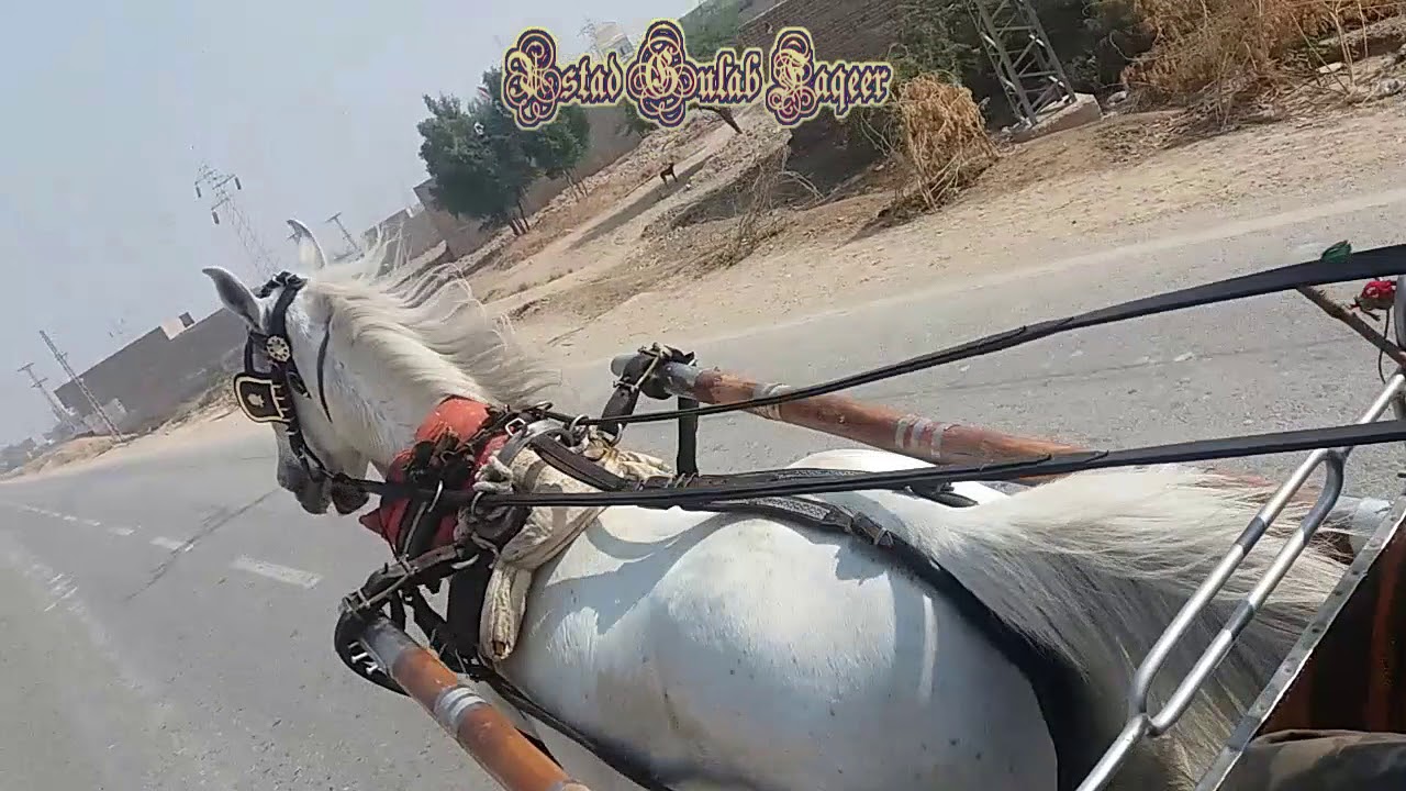 TANGA HORSE CART HORSE RIDING Surkha Horse Gulab Faqeer YouTube