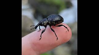 Bug Universe Part 2