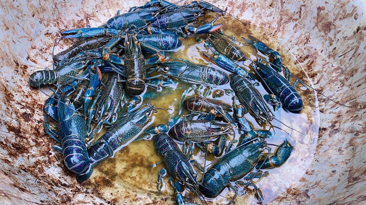 Catching Australia lobster 🦞🦞🦞🦞🦞🦞9:58pm