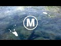 Splash Animated Elements