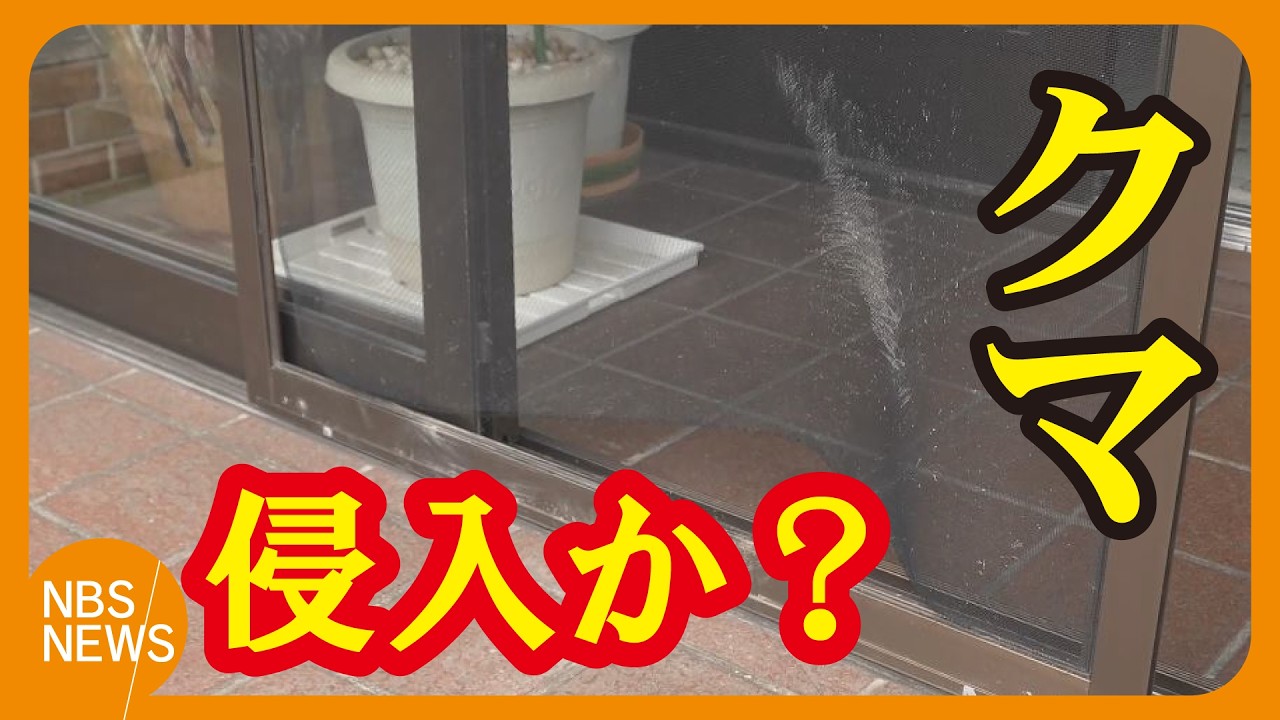 ai.house 白いままクマ Bear breaks through screen door into home; Resident: 