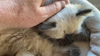 Seal point ragdoll kitten (Shadow) sleepy purring