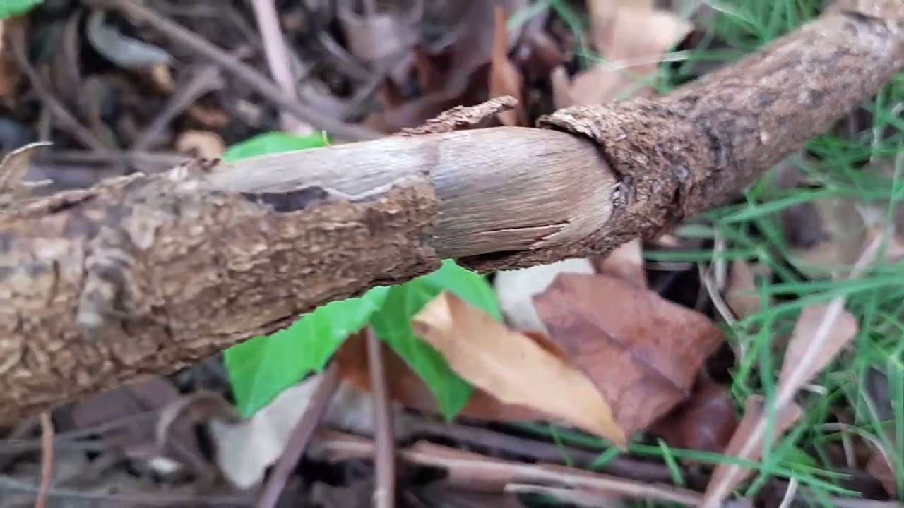 Ants weight carrying capacity !