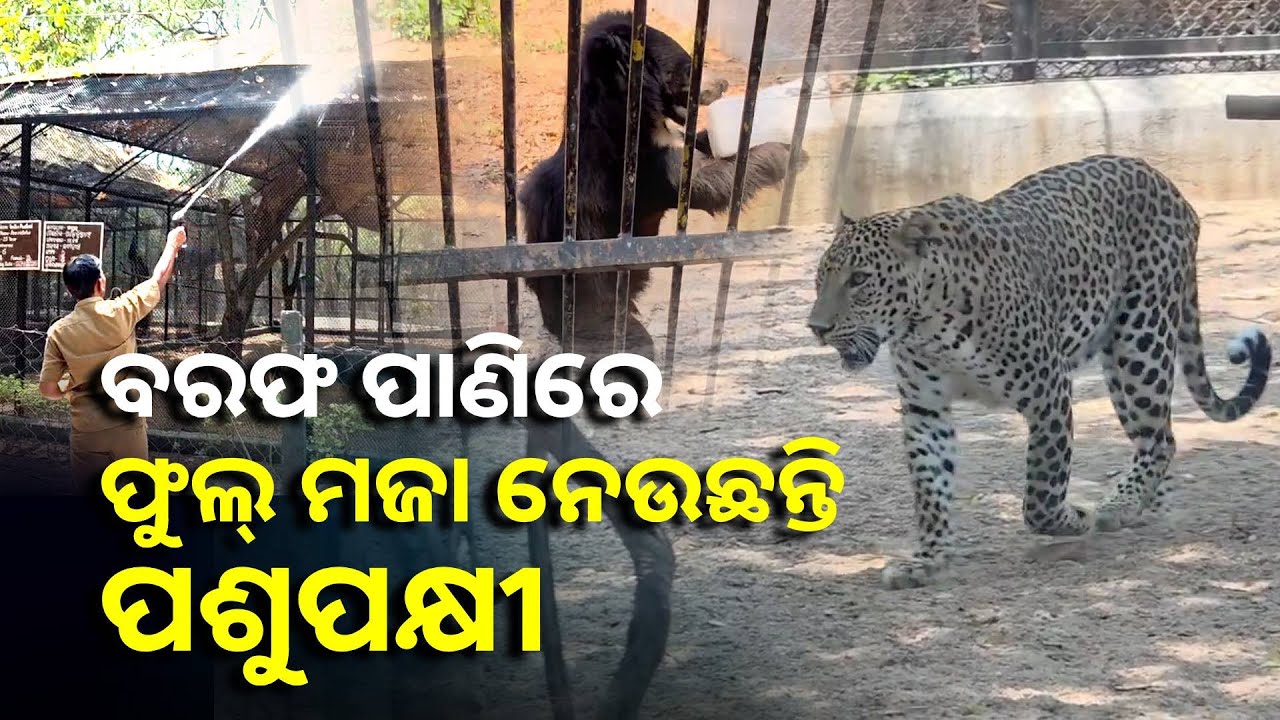 କୁଲର ଓ ଏସିରେ ରହୁଛନ୍ତି ସମ୍ବଲପୁର ଚିଡ଼ିଆଖାନାର ପଶୁପକ୍ଷୀ, ପର୍ଯ୍ୟଟକଙ୍କର ଲମ୍ବା ଲାଇନ || Knews Odisha