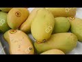 Dried Mango Chips Processing Machine Line #mango #chips