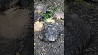 Tortoises moving slowly by The Dogs World 86 views 1 day ago 1 minute, 24 seconds