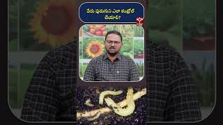 వేరు పురుగుని ఎలా కంట్రోల్ చేయాలి ? | T-SAT
