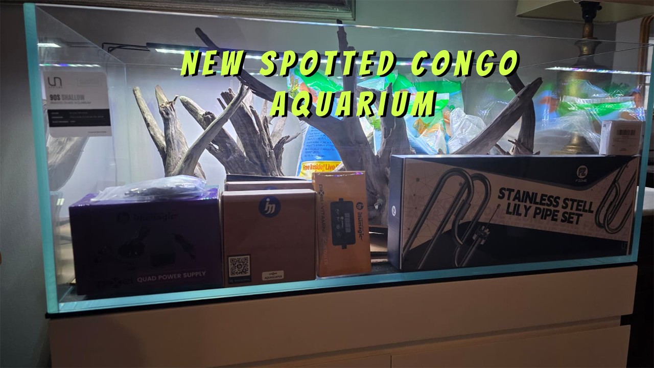 Новый аквариум UNS 90S для пятнистых конголезских иглобрюхов.