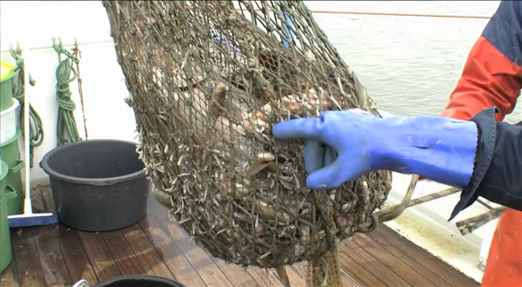 Die Elbfischer - Alltag an Bord eines Kutters