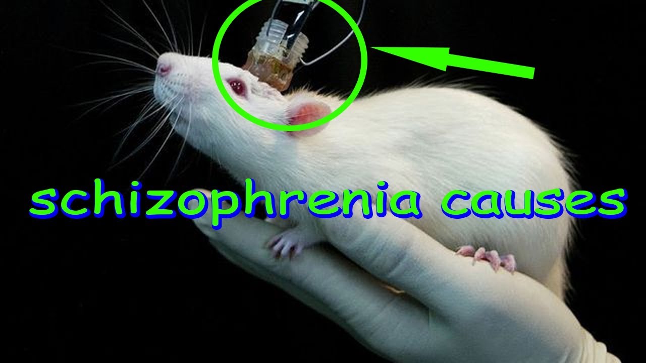 schizophrenia scientists may have finally discovered the cause of