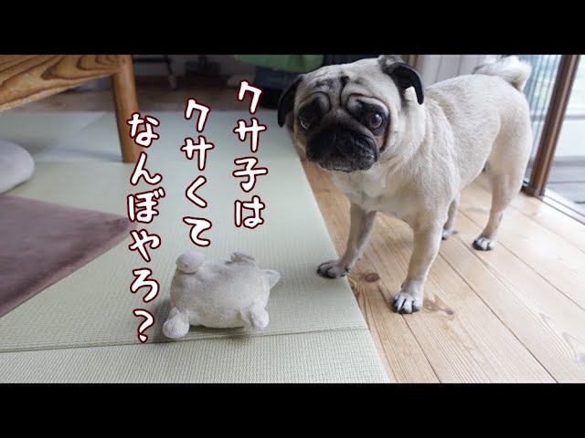 クサ子洗濯に猛抗議し不満を爆発させるパグ犬ぷぅPug - YouTube