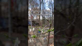 Professor Plum is blooming!🌸