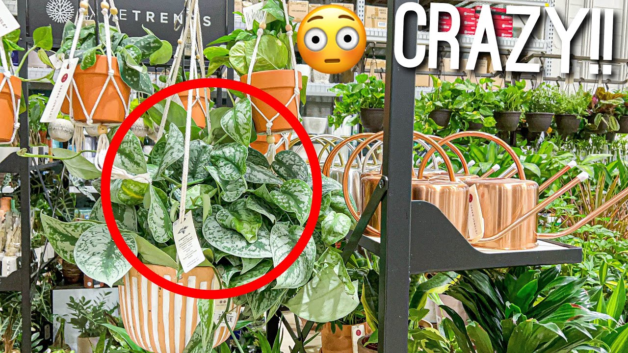 Houseplants Plant Shopping at Lowes Plants on Clearance