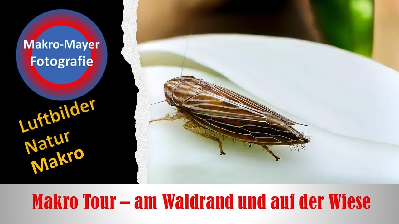 Makro Tour - Sehenswertes auf der Wiese am 05.05.2024