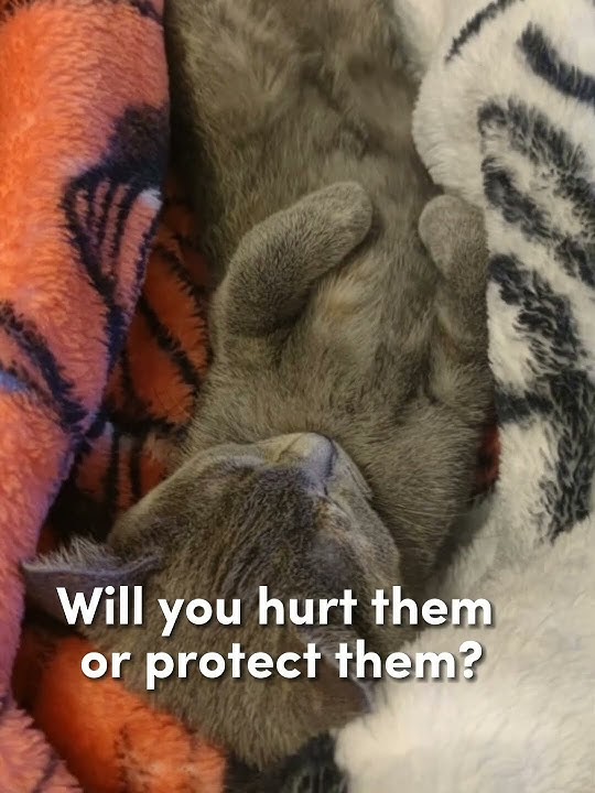 Somethink About animals. [@everyone] .