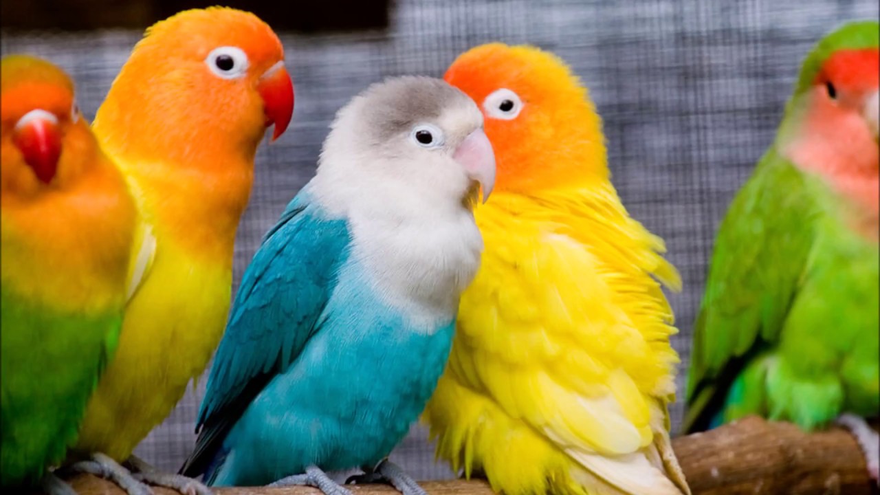 Canto De Agapornis Love Birds Singing Chant De Inséparable