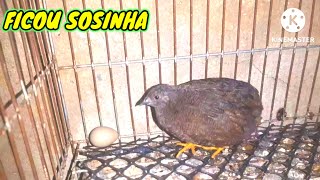 CODORNA ROLINHA DIAMANTE PERIQUITOS E ALIMENTAÇÃO.