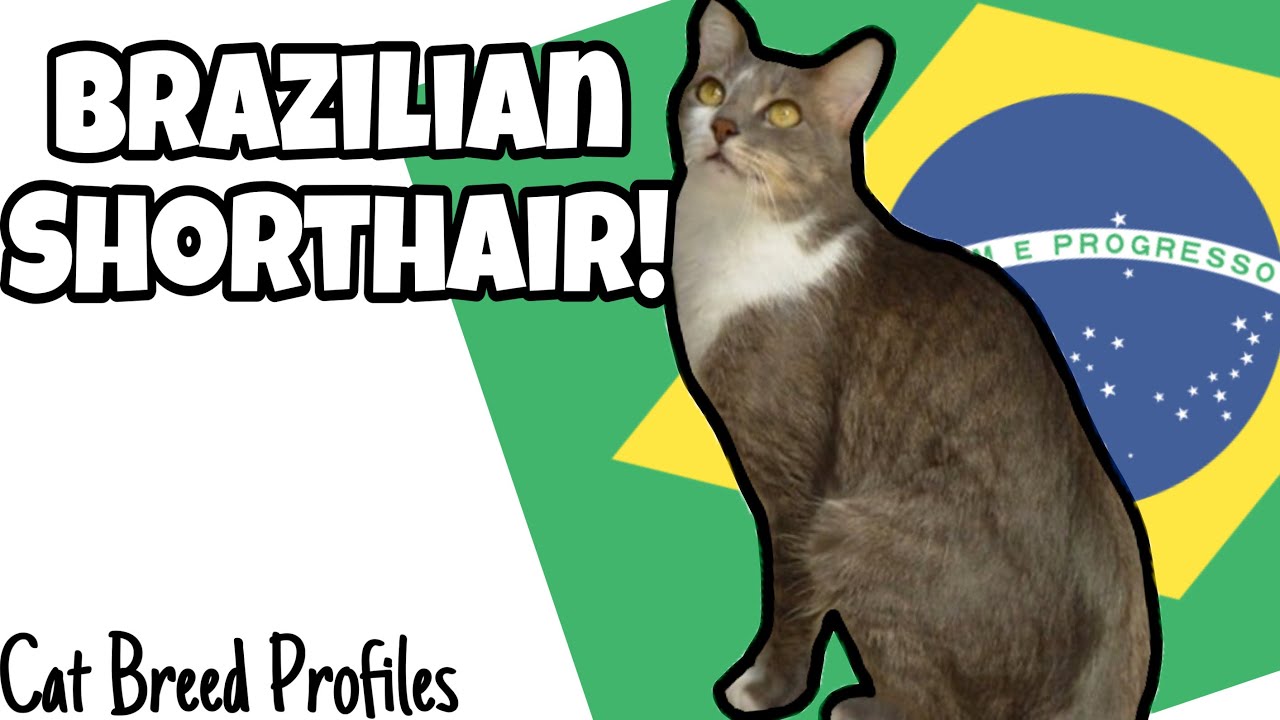 Brazilian Shorthair! -Cat Breed Profile-