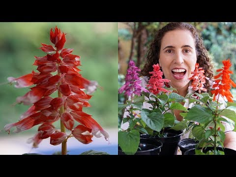 Vídeo: Salvia - uma flor de beleza maravilhosa