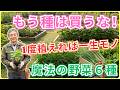 【初心者でも成功】植えたら毎年勝手に増える…「1度だけ」植えれば何年も収穫し続けられる最強宿根野菜6選！プロだけが知る育て方の秘密、教えます。