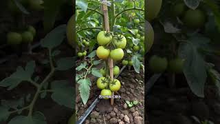 Chili peppers can be grown this way #gardeningtips #vegetables #gardentips #plantingtips