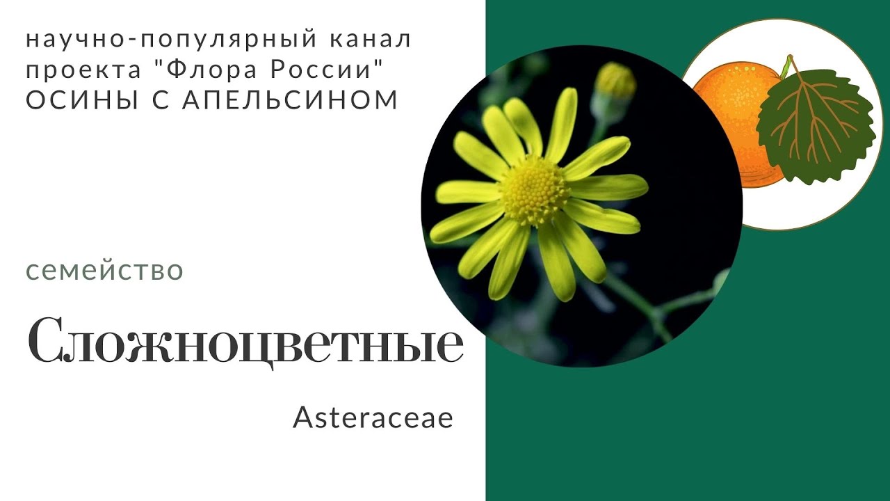 Сложноцветные: характеристика семейства - YouTube