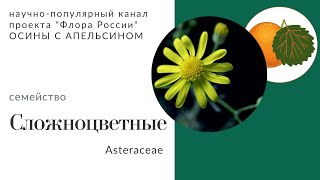 Сложноцветные: характеристика семейства