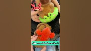 Capybara Đi Bơi! Những Người Bạn Đáng Yêu Với Phao Và Balo Xinh Xắn ❤️🐾 | Video Cho Bé