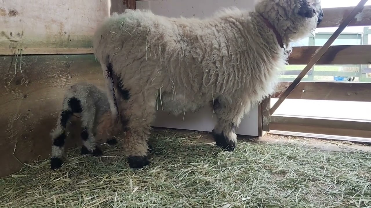 春の便り♪世界一可愛い羊の赤ちゃんが今年も生まれました‼出産
