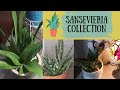 Sansevieria (Dracaena) Collection | Snake Plant, Mother in Law's Tongue