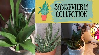 Sansevieria (Dracaena) Collection | Snake Plant, Mother in Law's Tongue