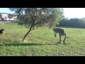 DOG ENCOUNTERS HUGE KANGAROO!