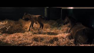 Secretariat | Trailer US (2010)