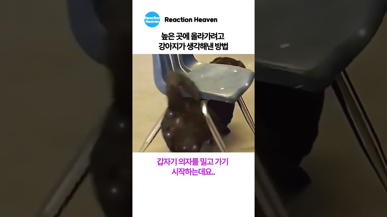 높은 곳에 올라가려고 강아지가 생각해낸 방법