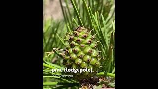 pine (lodgepole)