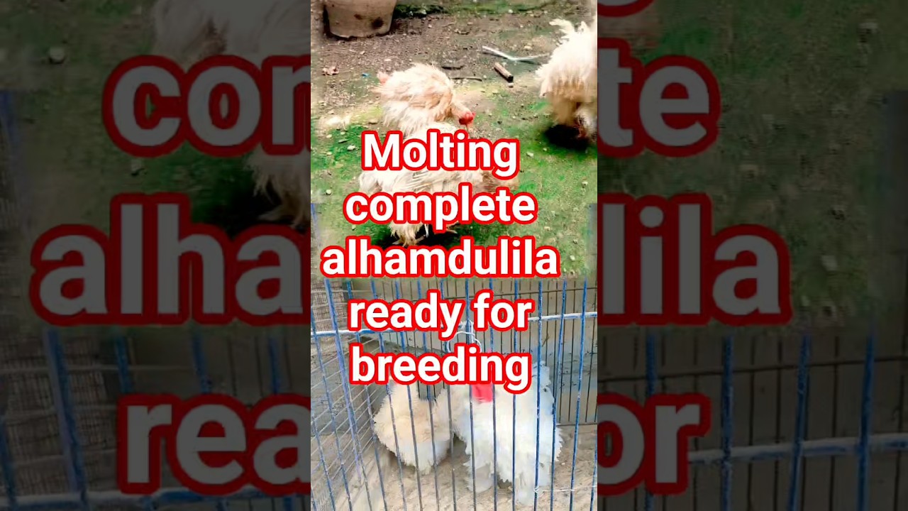 alhamdulilah molting complete alhamdulila ready for breeding 