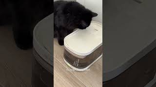 Keeping cats cool in hot weather