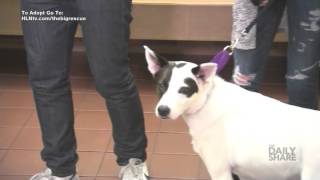 How to know if youre adopting the right rescue pet