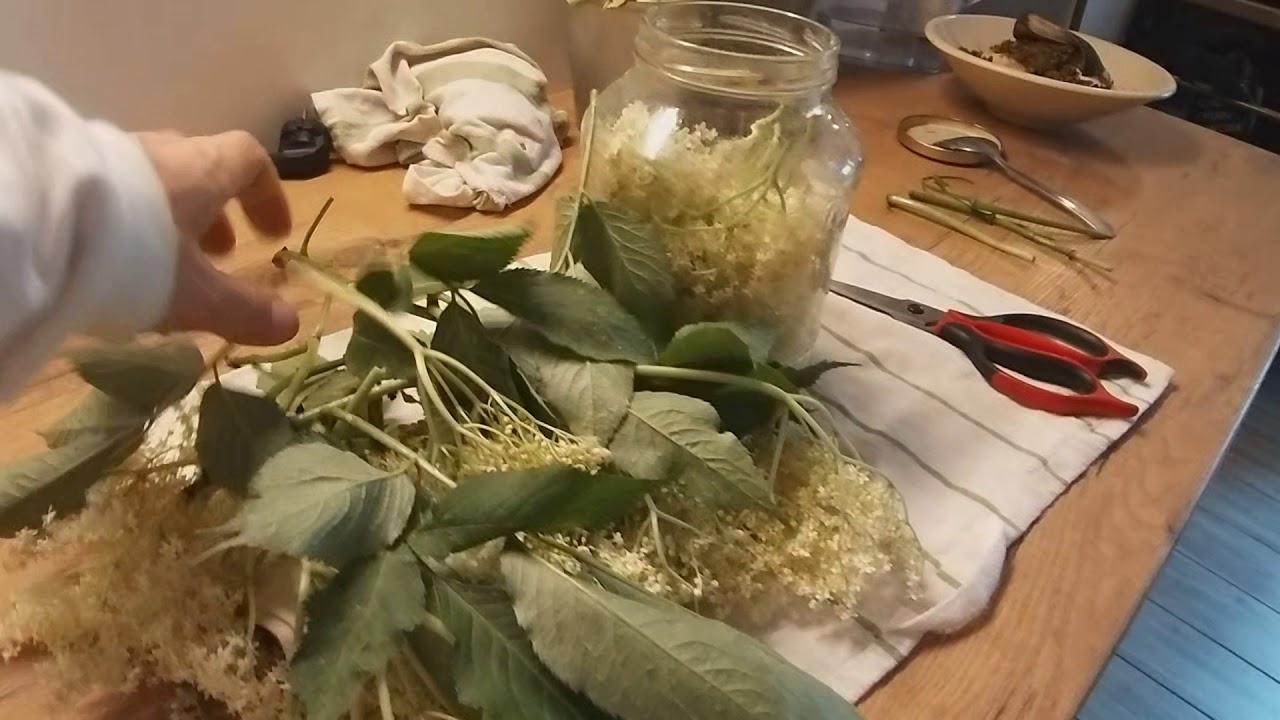 Woda z kwiatów dzikiego bzu. YouTube Woda z kwiatów dzikiego bzu. YouTube