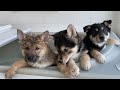 【子犬　保護犬 　野犬】シャンプー前後でこんなに変わるもの？！