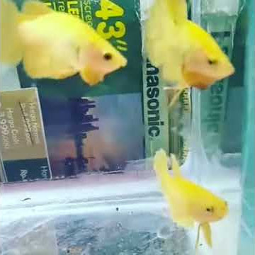 Cupang yellow banana yg cantik2 sedang bermain dengan saudara2nya dlm 1 aquarium...