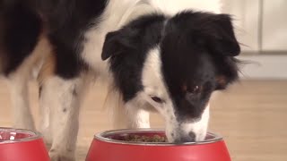 How to Read a Pet Food Label - Petco