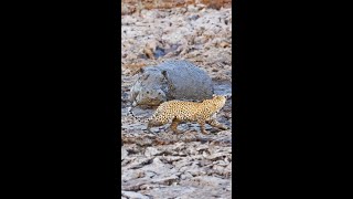 Leopard Get Fright Of Its Life - Wait For It...  😮🦛