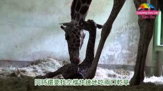 資深媽媽很給力-長宵順利生寶寶 Newborn Baby Giraffe Gets TLC From His Mother