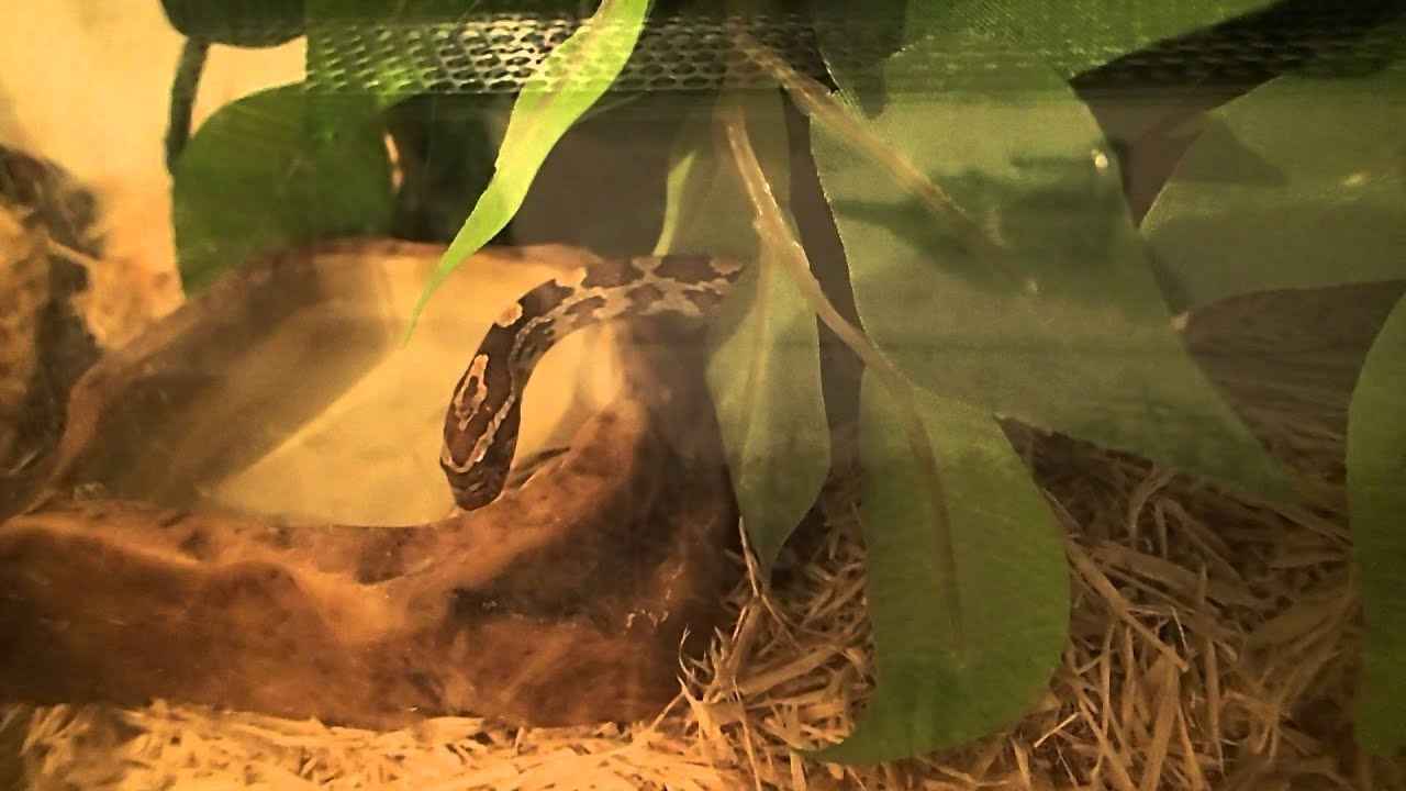 serpentor Drinking pantherophis Guttatus (Corn snake)