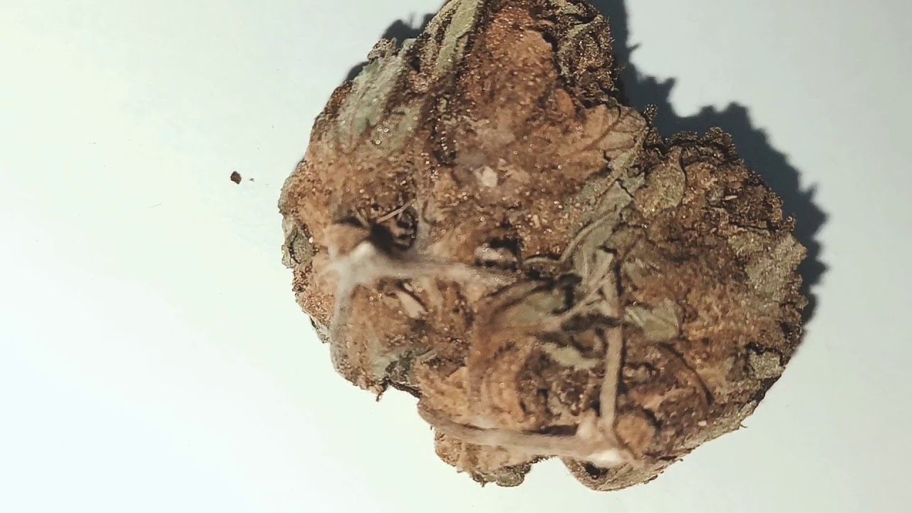 Vanilla Kush ⭐ CBD - La Verte Feuille