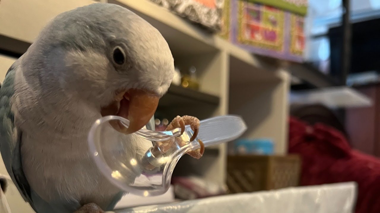 LIVE AUCTION THURSDAY With Grandma Ventures 11AM Pacific Time YouTube