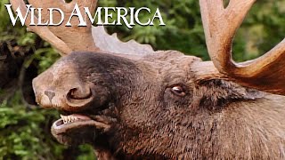 Wild America | S3 E7 Magnificent As A Moose | Full Episode HD